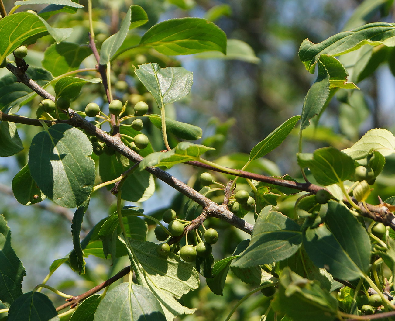 Изображение особи Rhamnus cathartica.