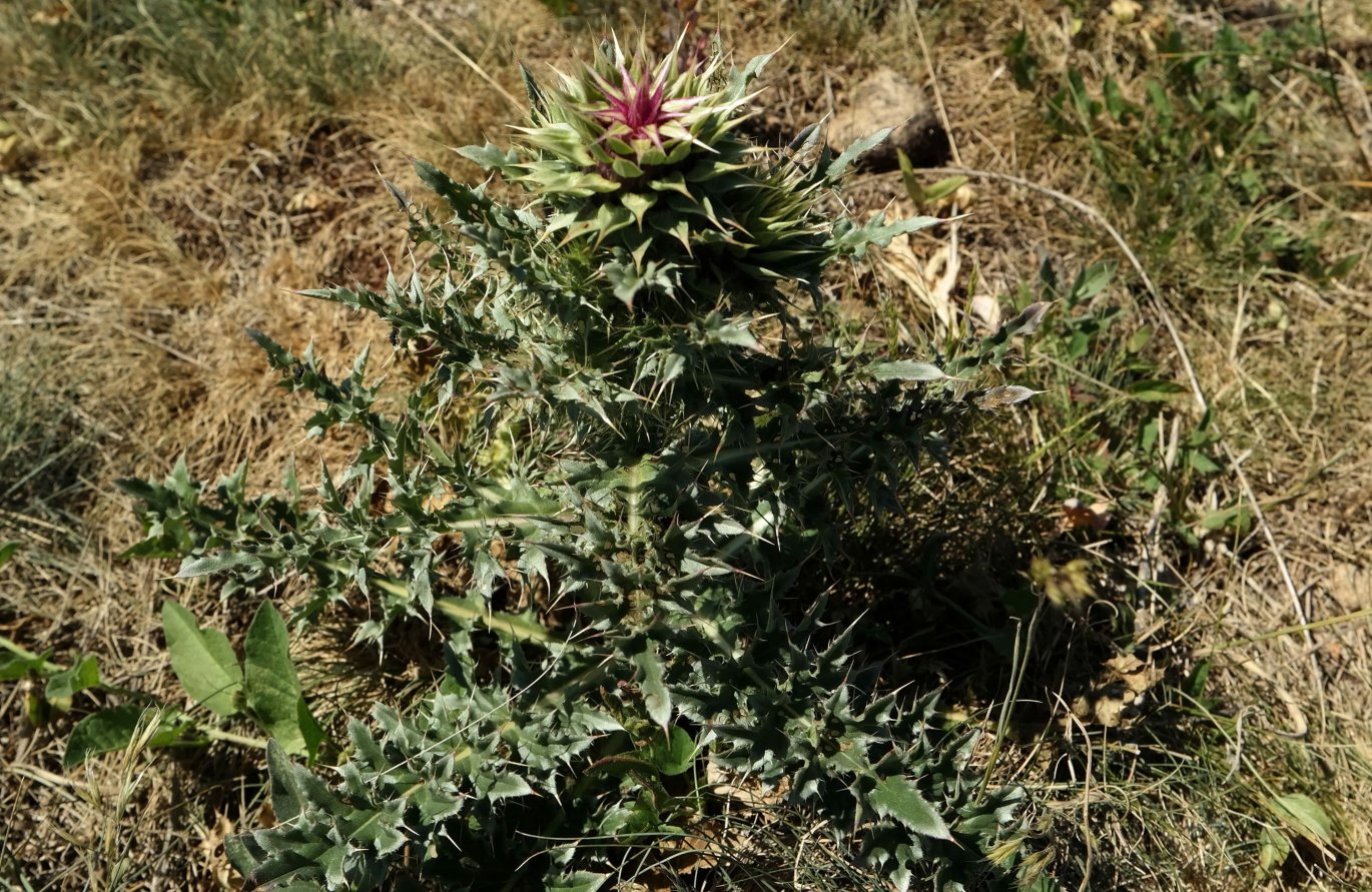 Image of Carduus thoermeri specimen.