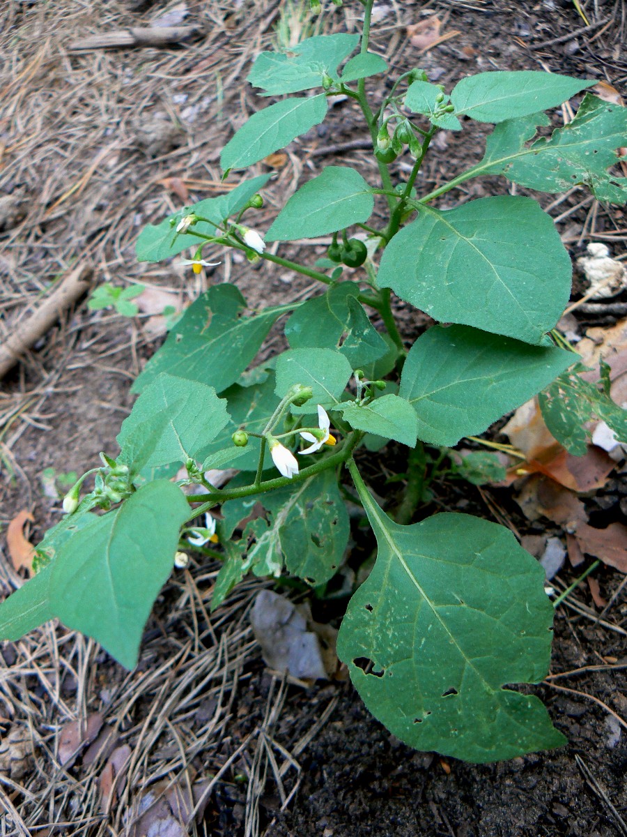 Изображение особи Solanum nigrum.