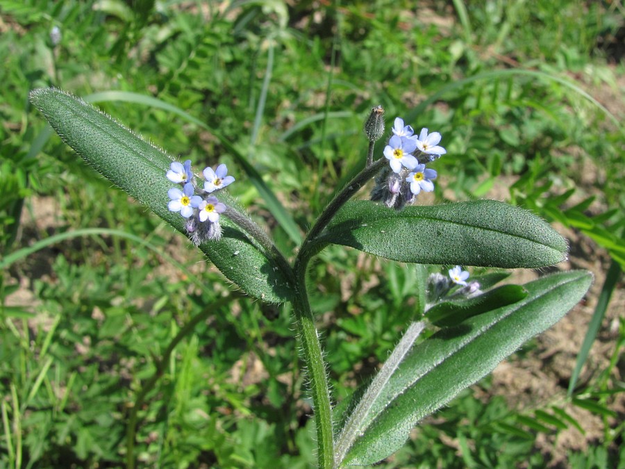 Изображение особи Myosotis arvensis.