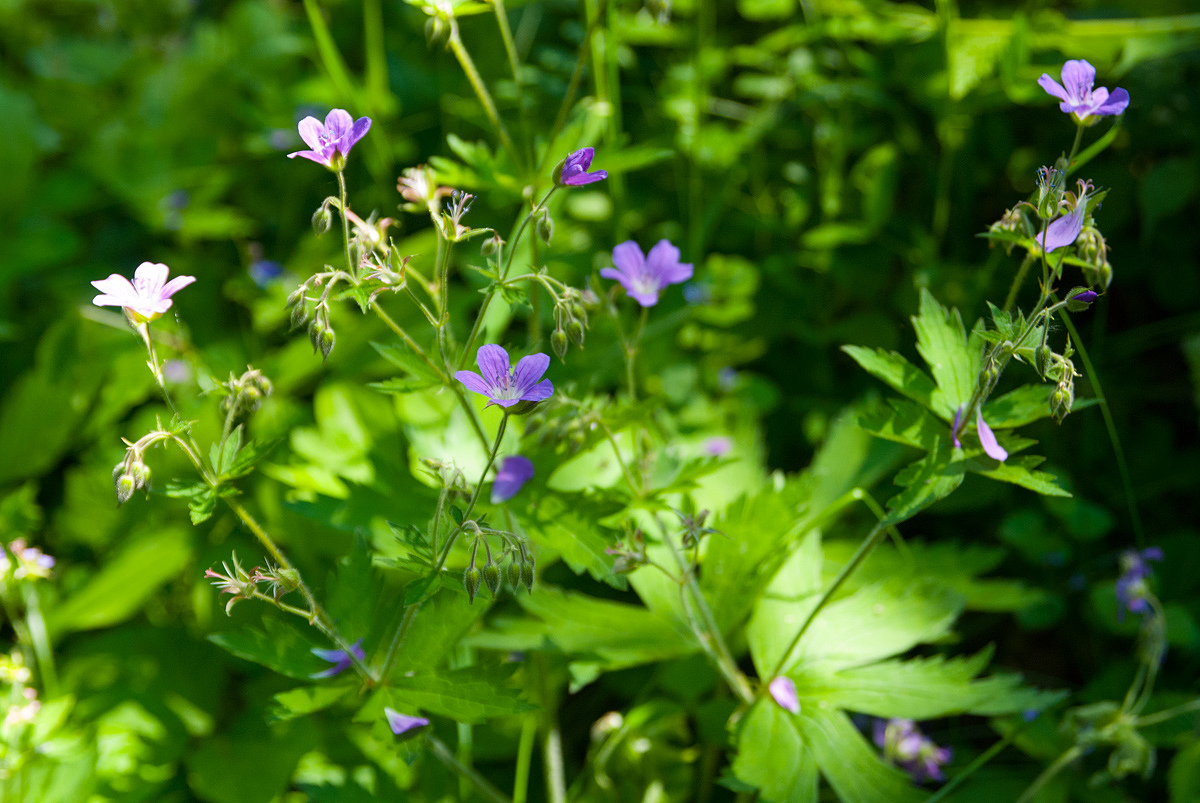 Изображение особи Geranium sylvaticum.