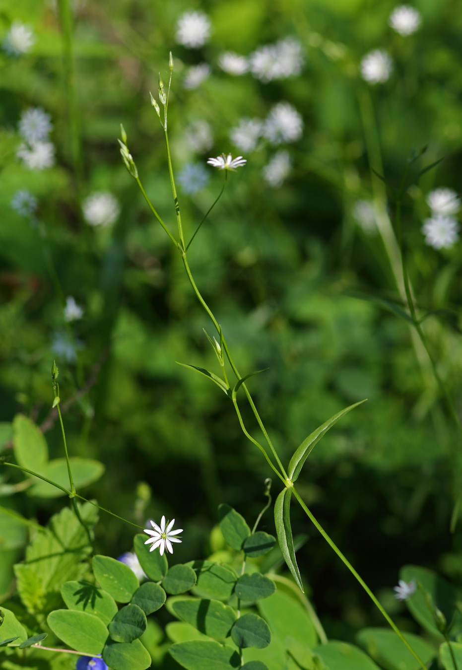 Image of Stellaria graminea specimen.