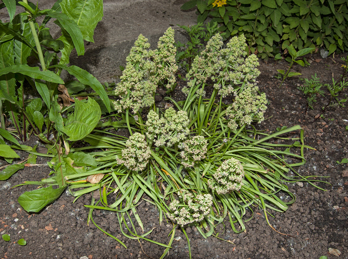 Изображение особи Muscari armeniacum.
