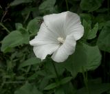 Malva trimestris