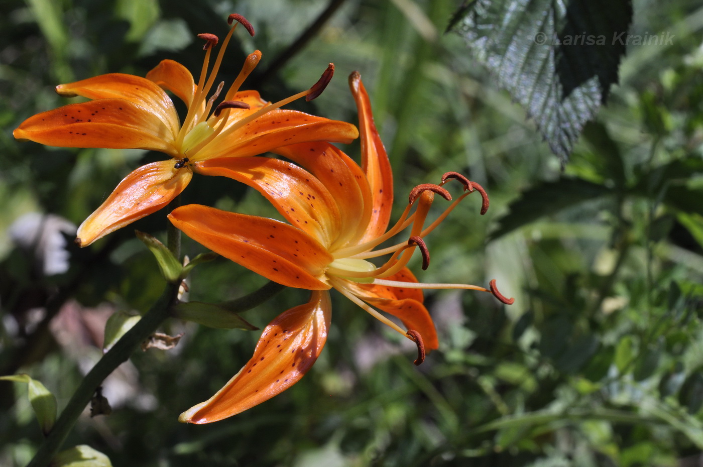 Изображение особи Lilium distichum.