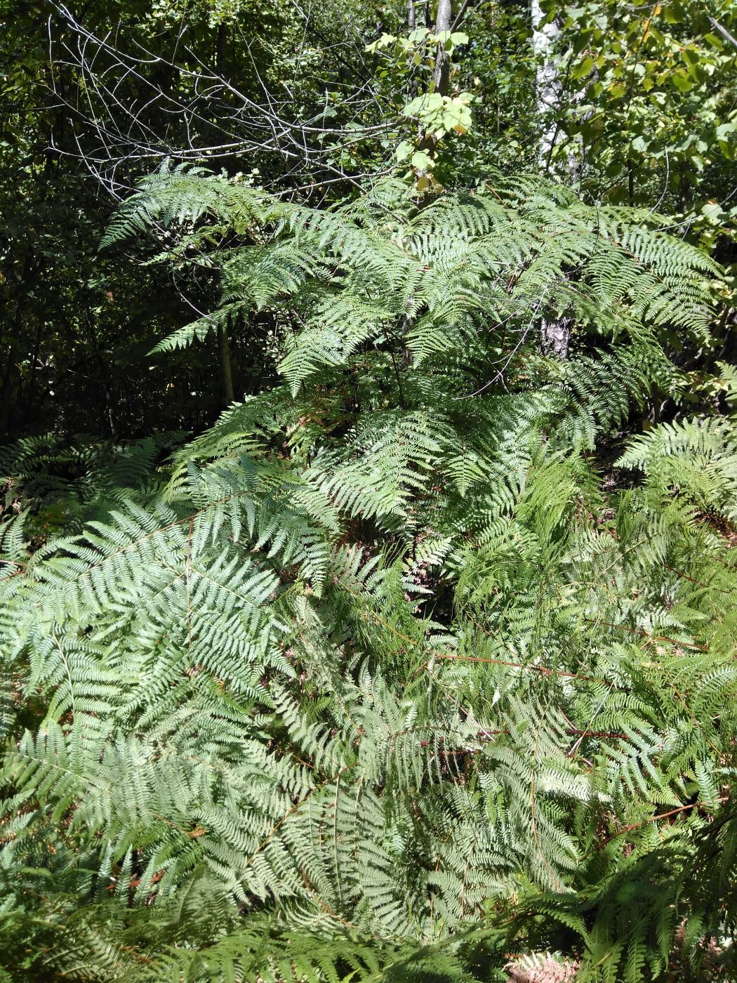 Изображение особи Pteridium tauricum.