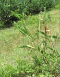 Astragalus falcatus. Верхушка плодоносящей ветви. Кабардино-Балкария, Эльбрусский р-н, окр. пос. Эльбрус, ок. 2000 м н.у.м., субальпийский луг. 05.08.2018.