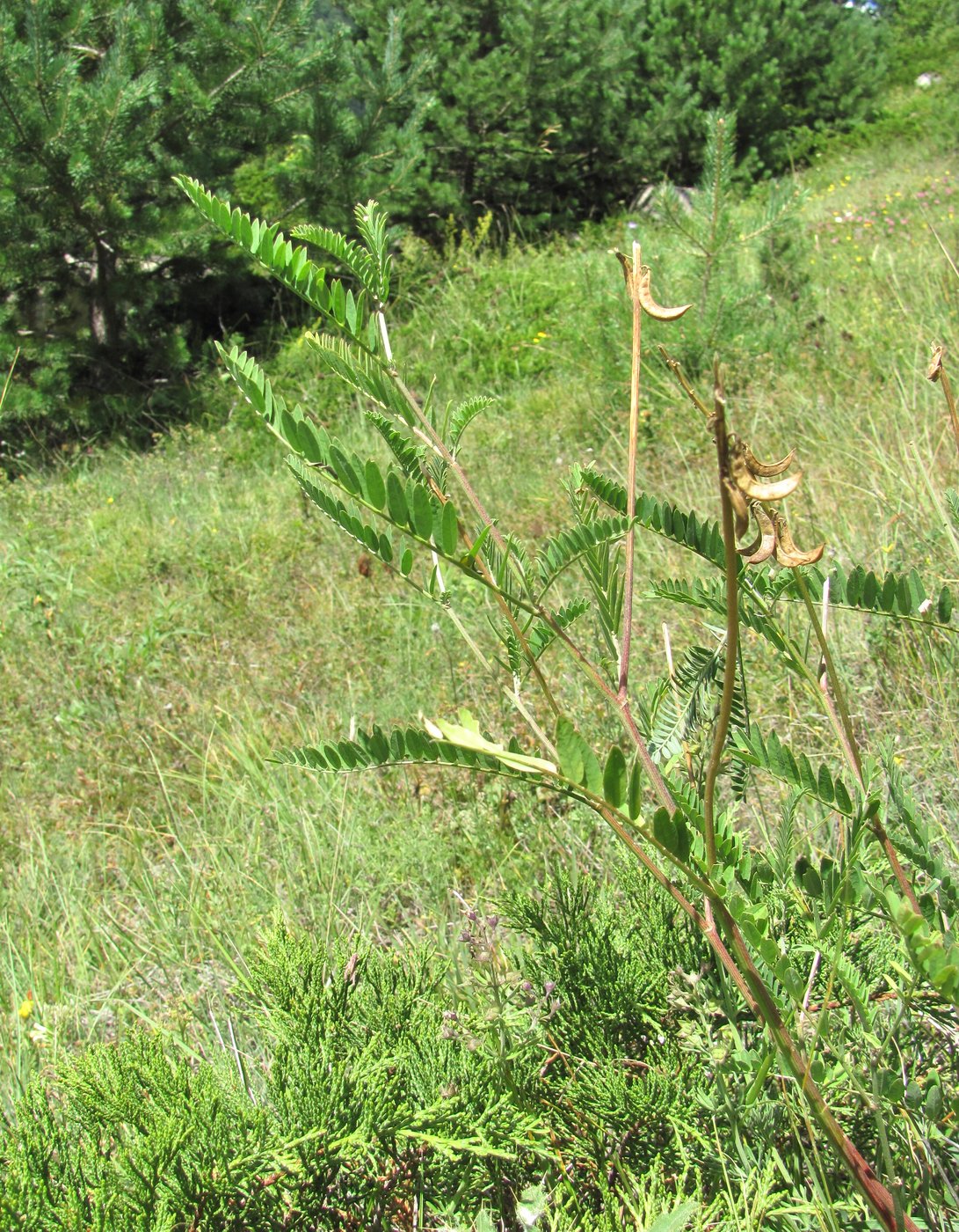 Image of Astragalus falcatus specimen.