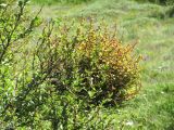 Berberis vulgaris