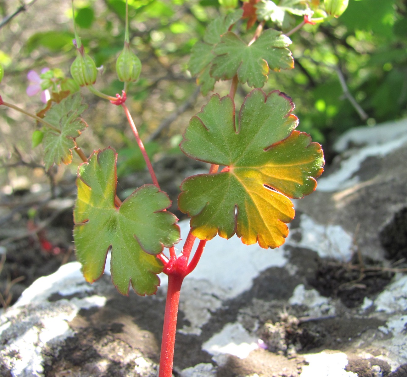 Image of Geranium lucidum specimen.