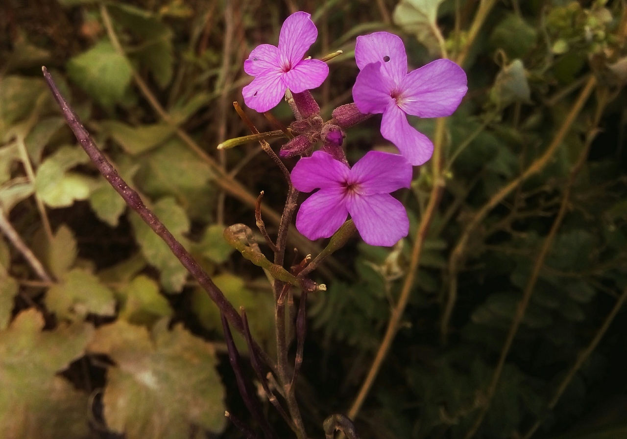 Image of Hesperis matronalis specimen.