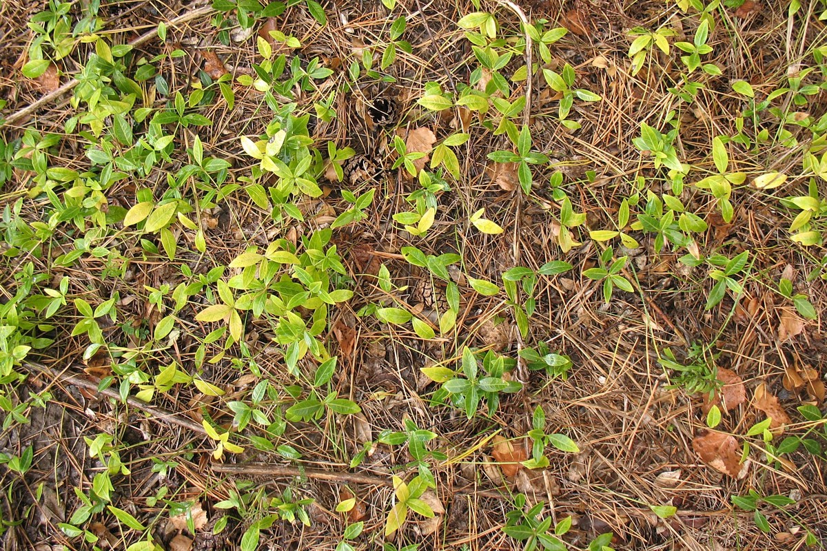 Image of Vinca minor specimen.