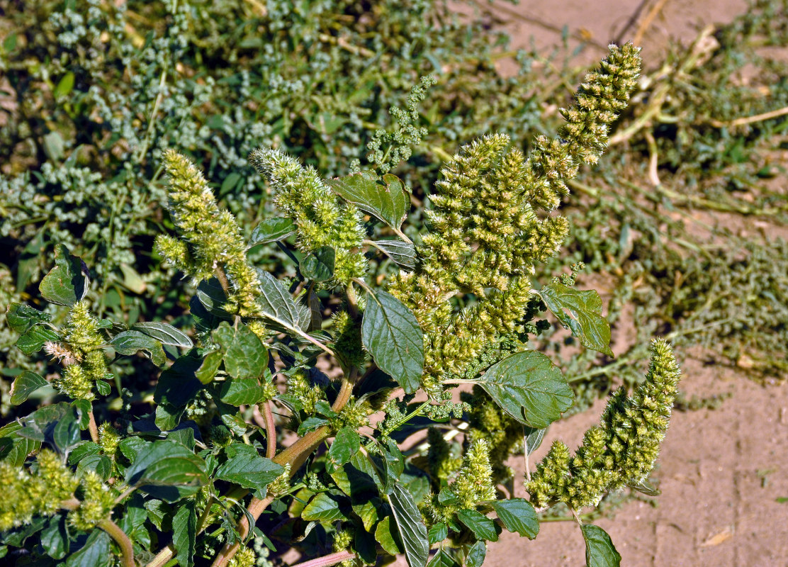 Image of Amaranthus retroflexus specimen.