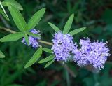 Vitex agnus-castus. Цветущий побег. Черногория, муниципалитет Будва, окр. пос. Свети-Стефан, гора Челобрдо, окр. монастыря Рустово, обочина горной дороги. Июль 2018 г.