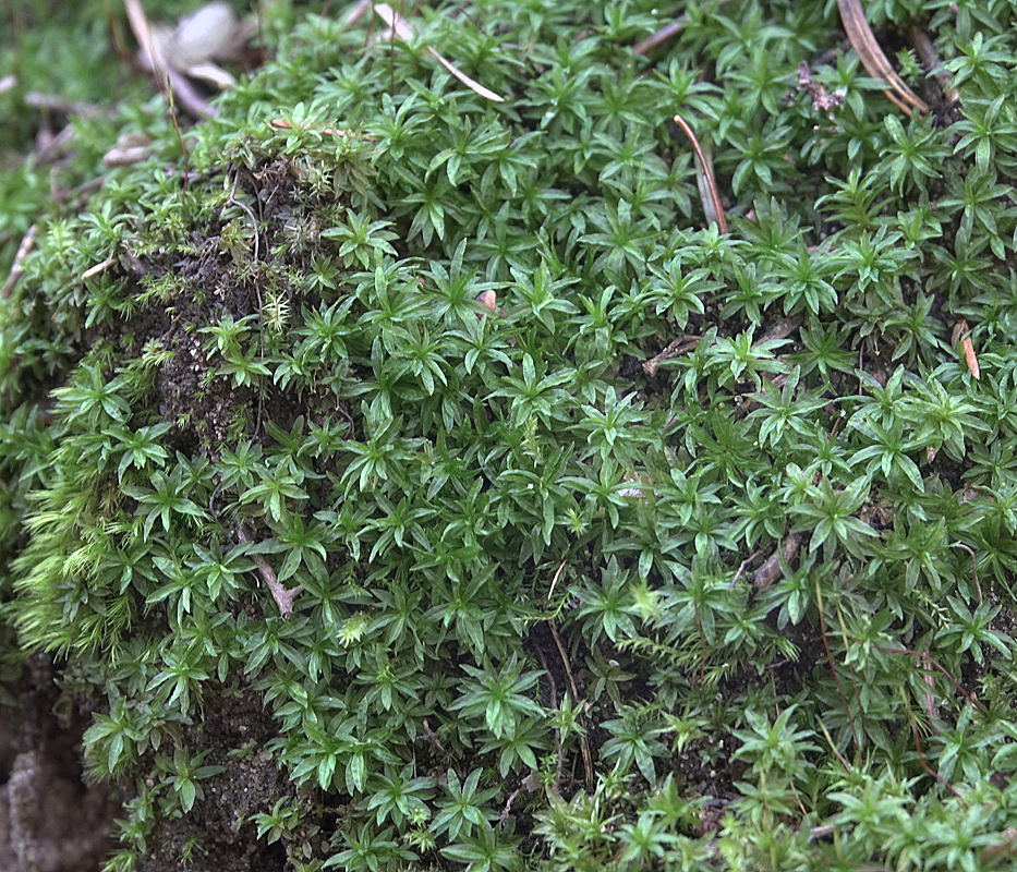 Image of Atrichum undulatum specimen.