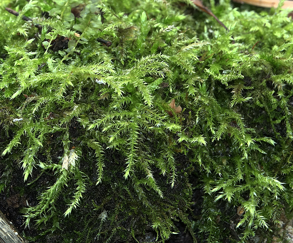 Image of familia Brachytheciaceae specimen.