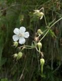Geranium kemulariae
