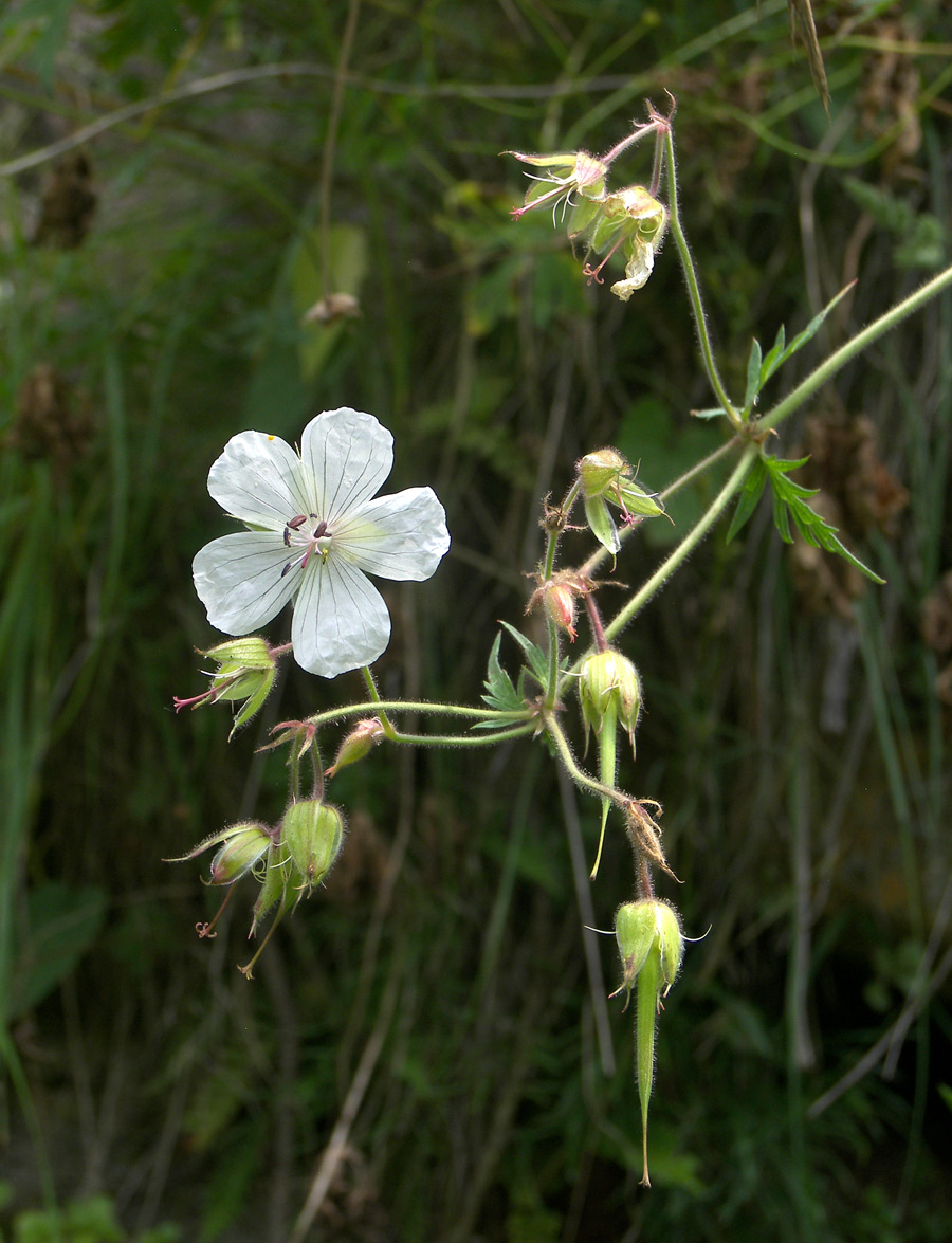 Image of Geranium kemulariae specimen.