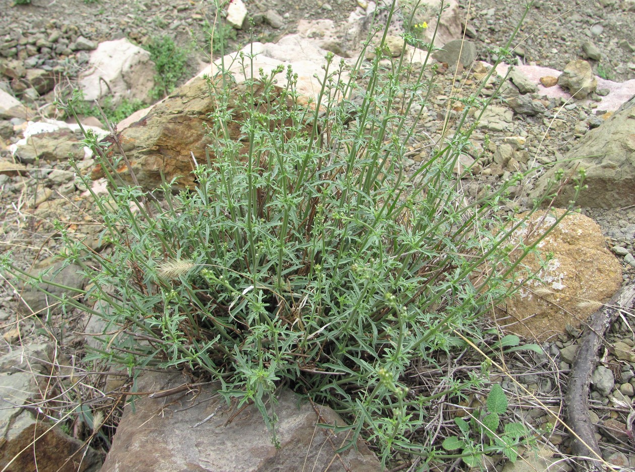 Image of Scrophularia variegata specimen.