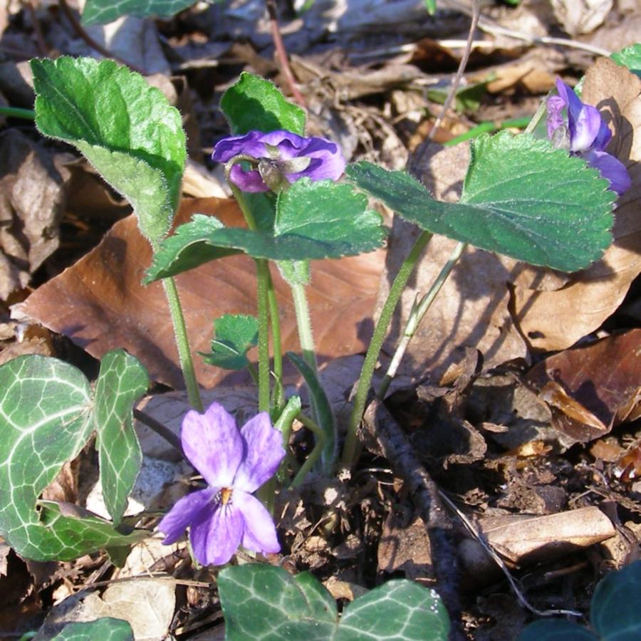 Изображение особи Viola dehnhardtii.