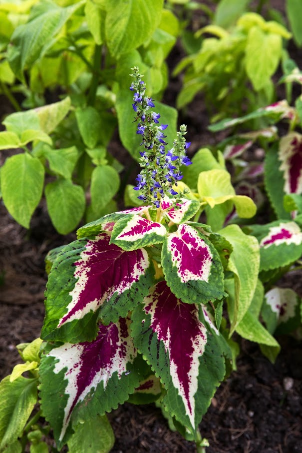 Image of Coleus scutellarioides specimen.