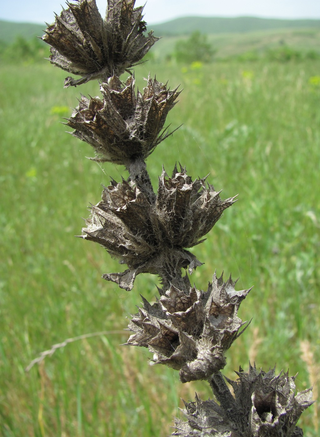 Image of Phlomoides laciniata specimen.