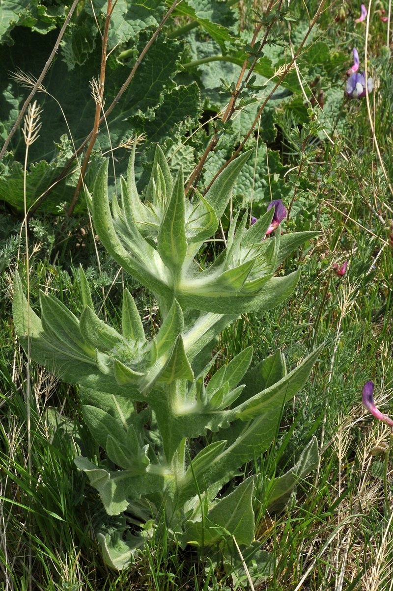 Image of Cousinia regelii specimen.