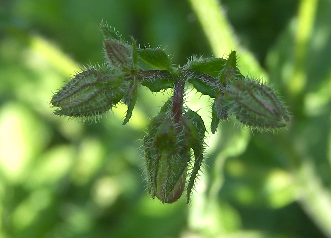 Image of Campanula longistyla specimen.