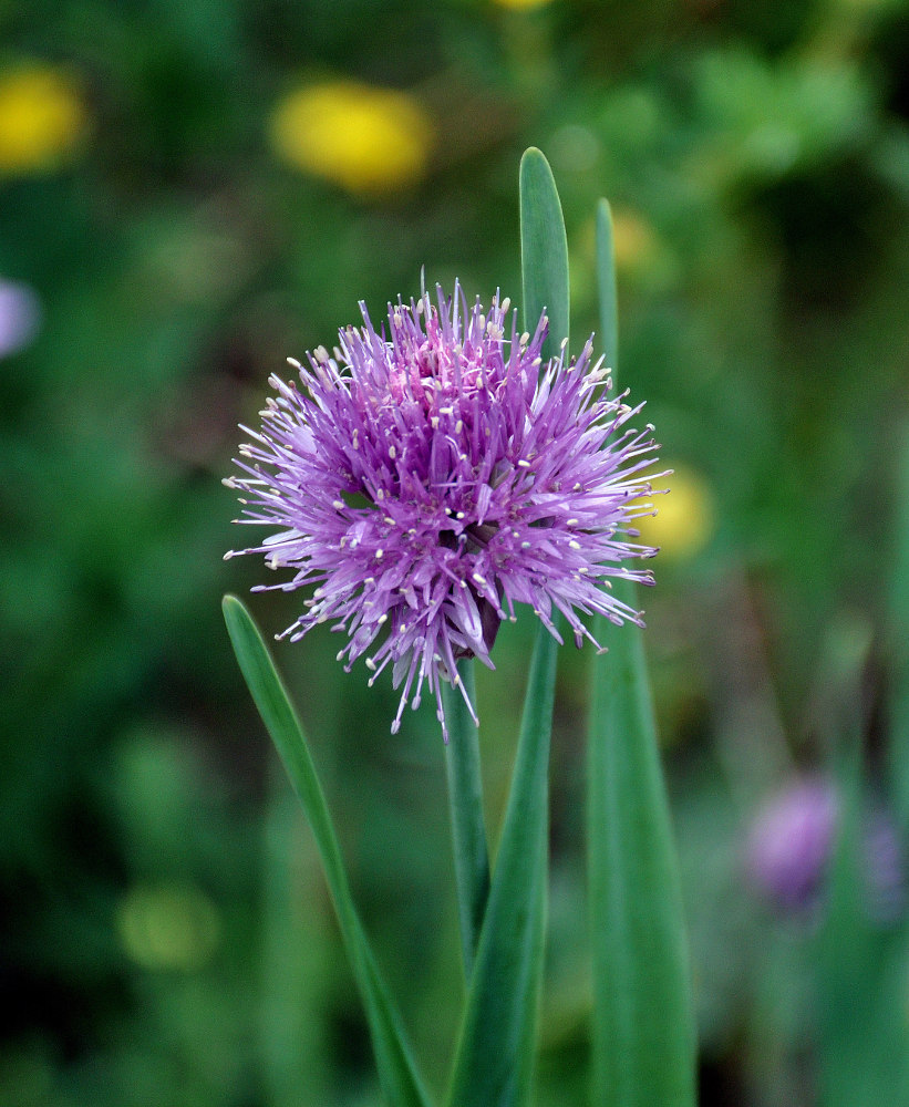 Image of genus Allium specimen.