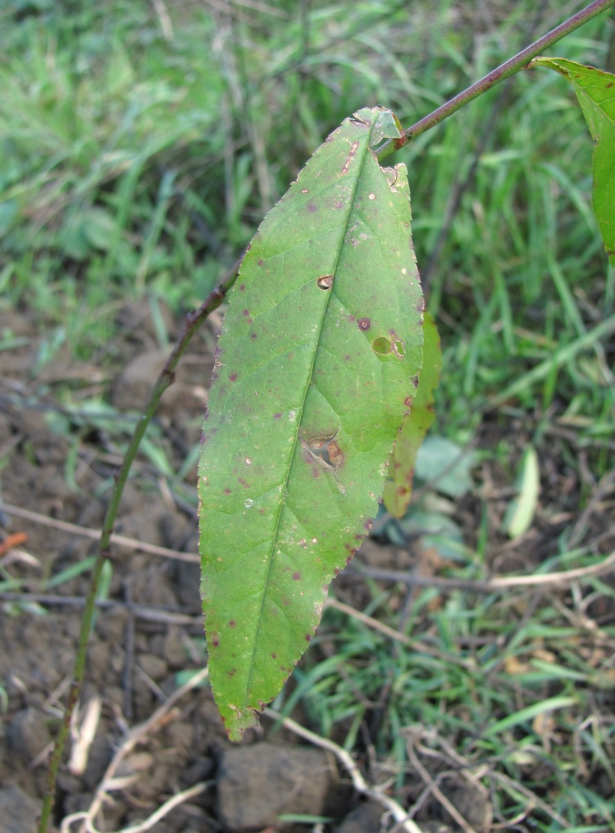 Изображение особи Persica vulgaris.