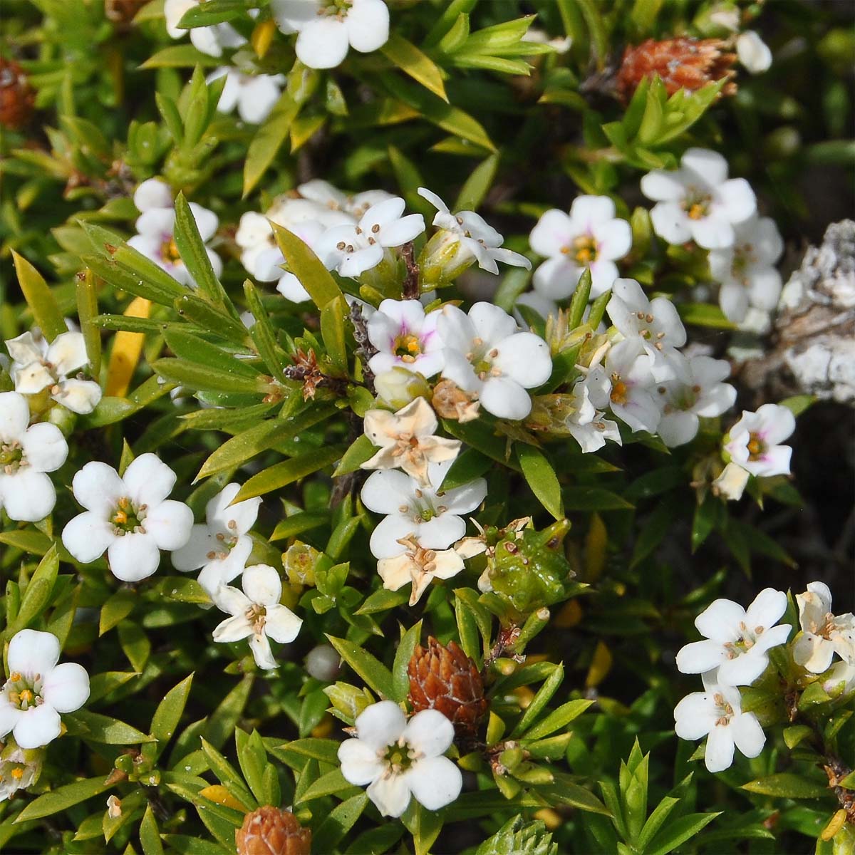 Image of Diosma aspalathoides specimen.