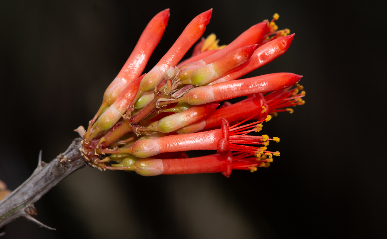 Изображение особи Fouquieria splendens.