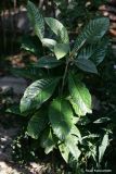 Eriobotrya japonica. Молодое растение. Краснодарский край, Туапсинский р-н, долина ручья Красный Водопад, в культуре. 26.09.2011.