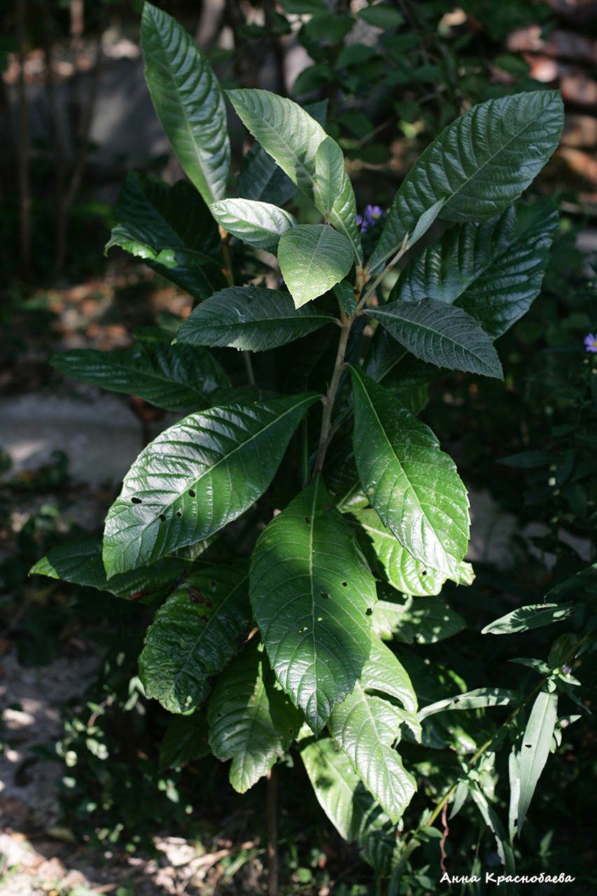 Image of Eriobotrya japonica specimen.