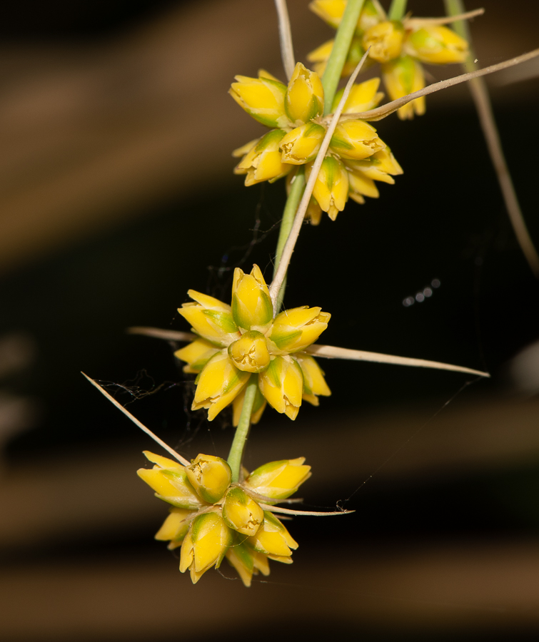 Изображение особи Lomandra longifolia.