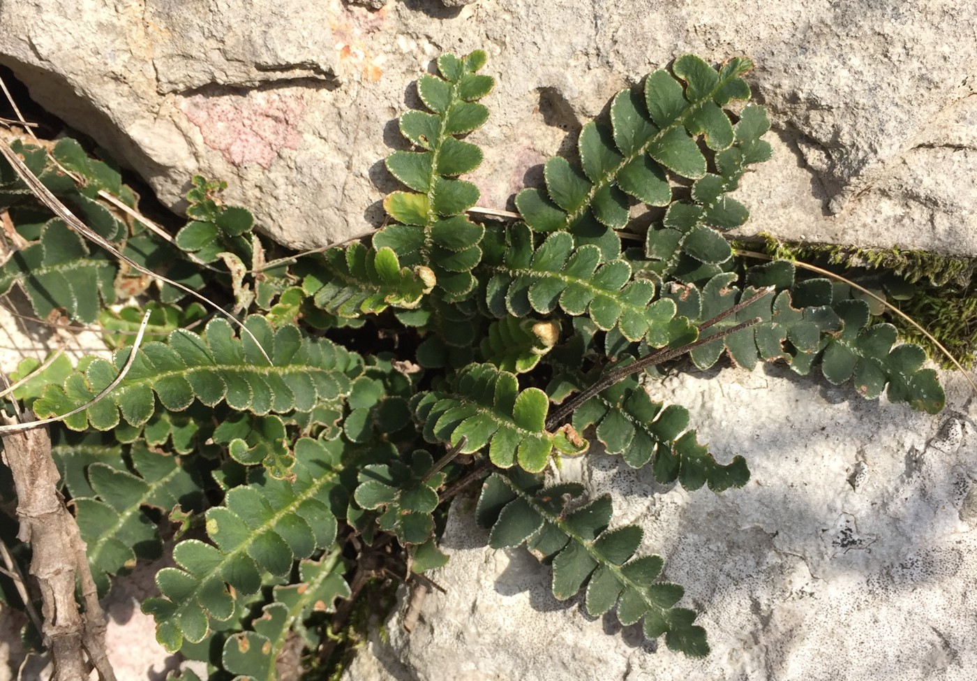Image of Ceterach officinarum specimen.