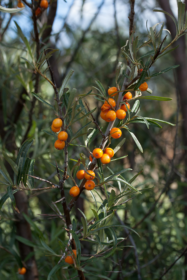 Image of Hippophae rhamnoides specimen.