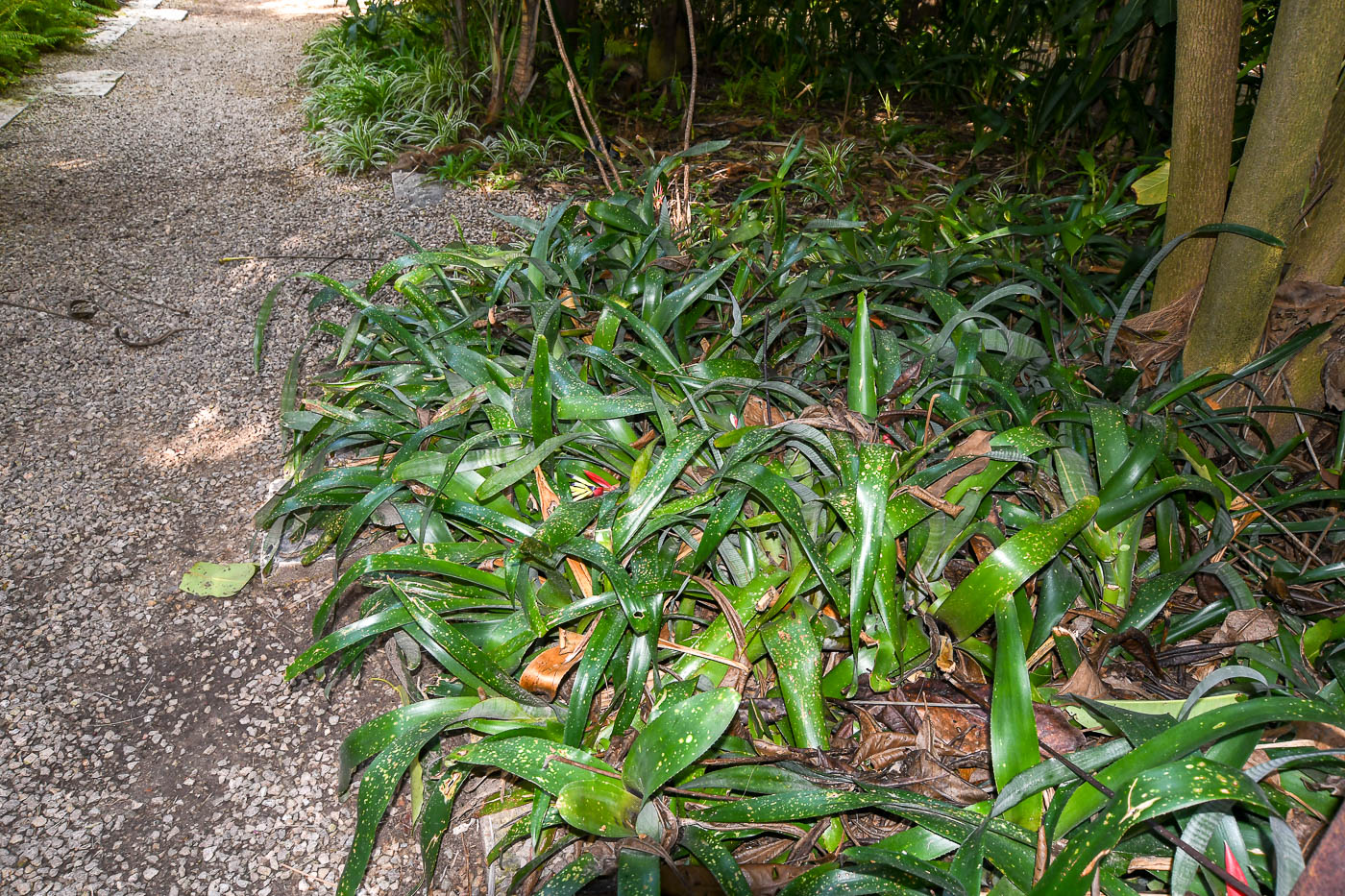 Изображение особи Billbergia lietzei.