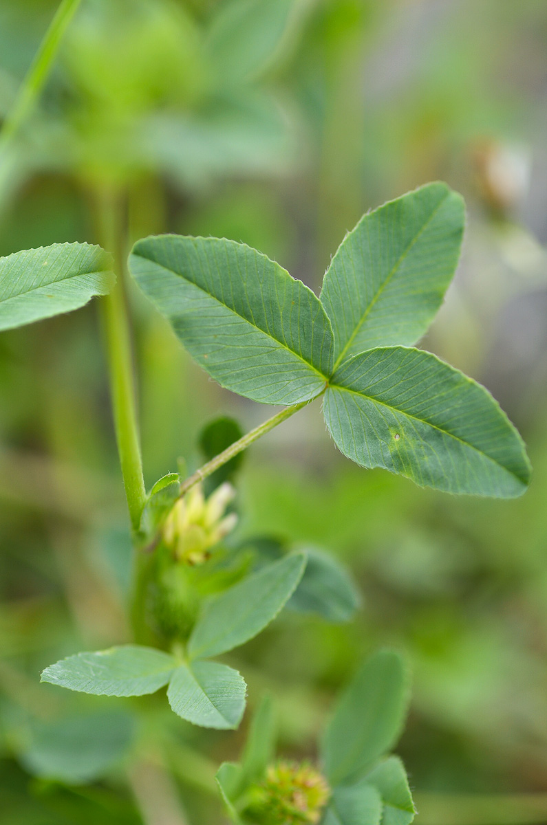 Image of Trifolium rytidosemium specimen.