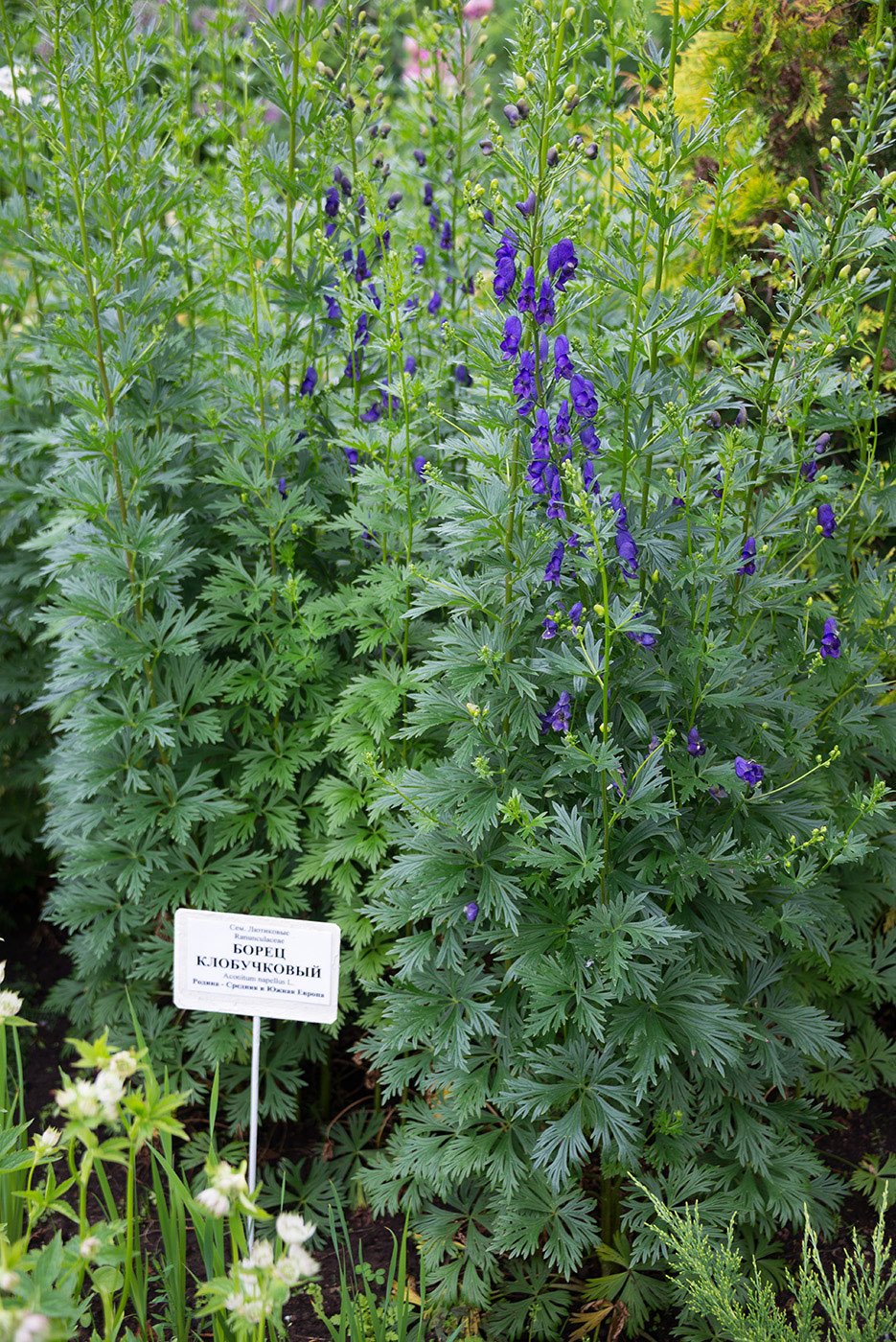 Изображение особи Aconitum &times; stoerkianum.