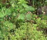 Saxifraga &times; arendsii