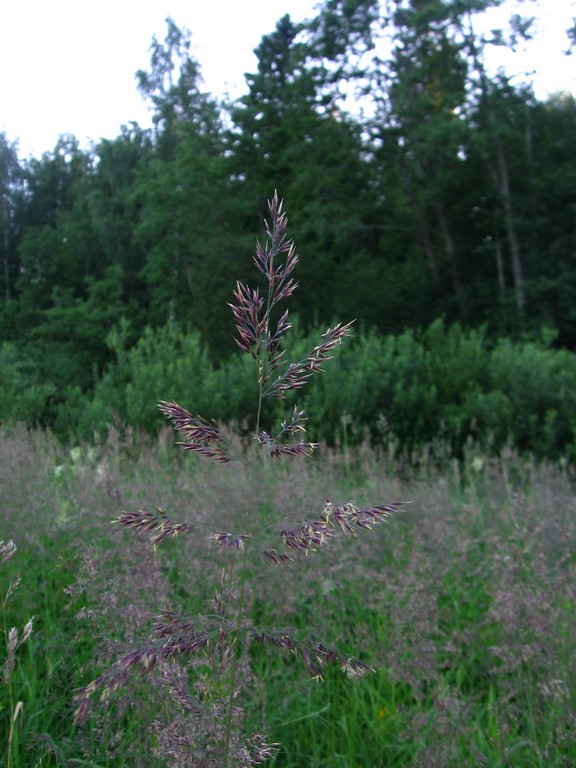 Изображение особи род Calamagrostis.