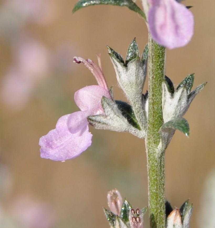 Изображение особи Teucrium creticum.