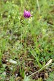 Allium griffithianum