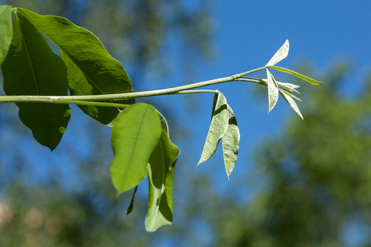 Изображение особи Laburnum anagyroides.