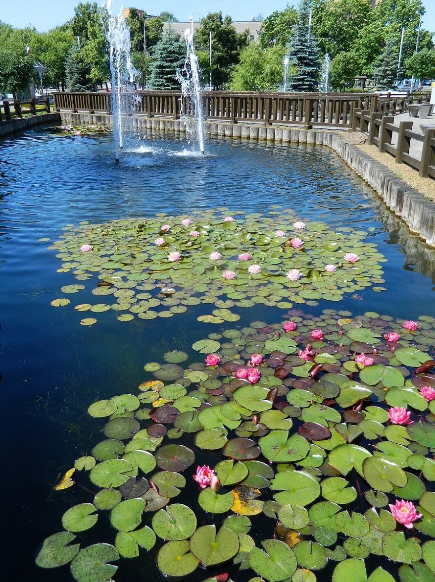 Image of Nymphaea &times; marliacea specimen.