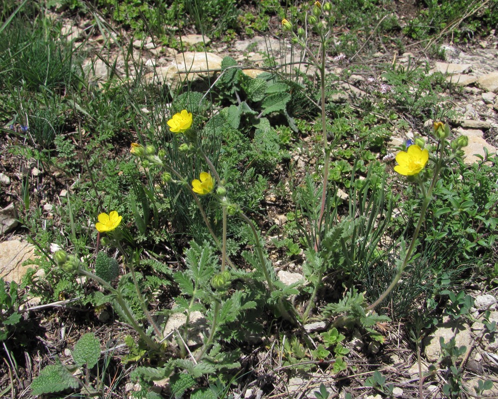 Изображение особи Potentilla agrimonioides.