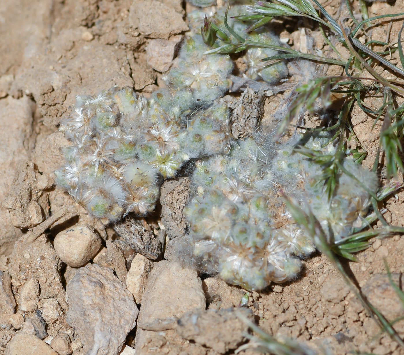 Изображение особи Lasiopogon muscoides.