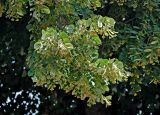 Tilia tomentosa