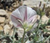 Convolvulus ruprechtii